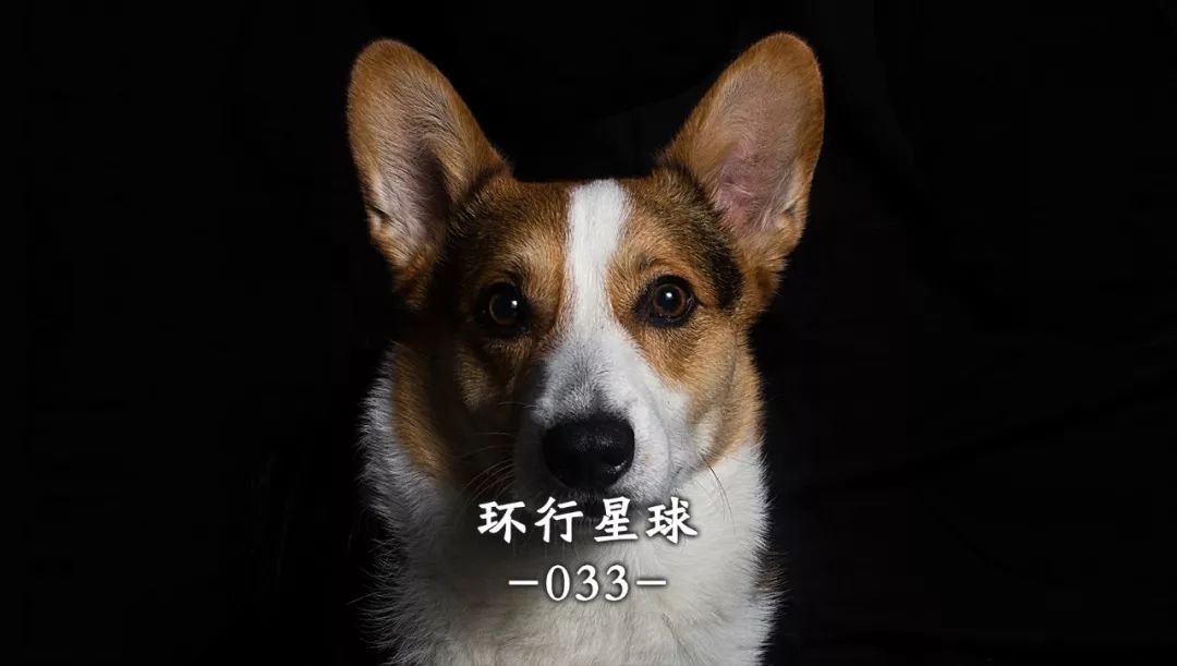 大象足球大赛,大象足球赛