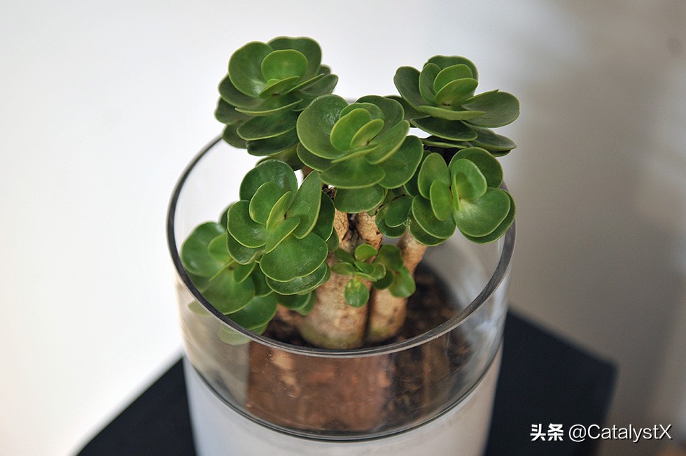 又是爬坑的一年—2018年里一路折腾过来的主力机桌面展示