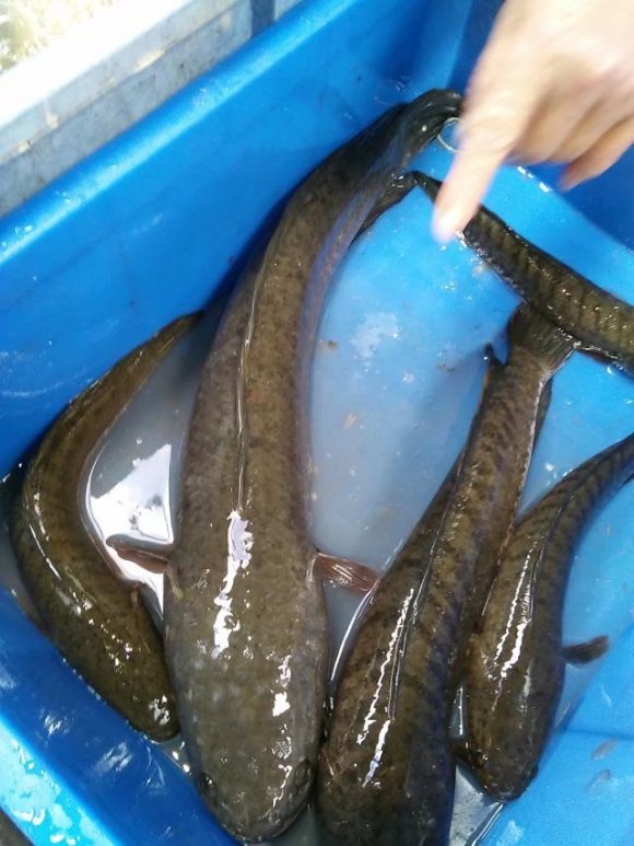 七星鱼？养了一年的鱼塘，年底却捞起一群没见过的怪鱼，能吃吗？