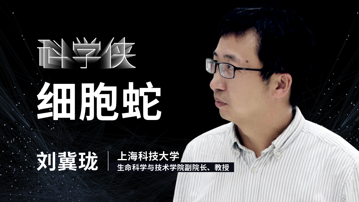 蛇到底是什么样的生物,和眼镜蛇差不多的蛇是什么