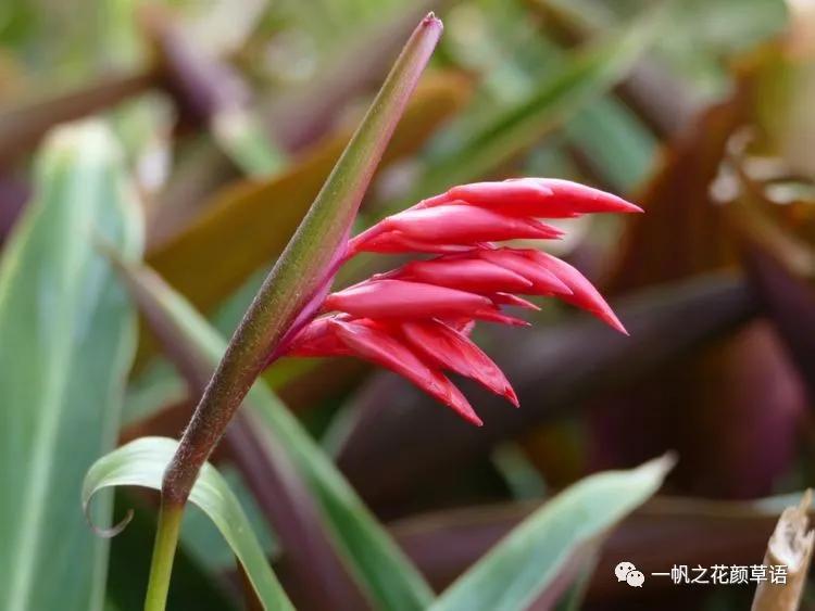 紫背竹芋卧花竹芋,紫背竹芋图片和名称