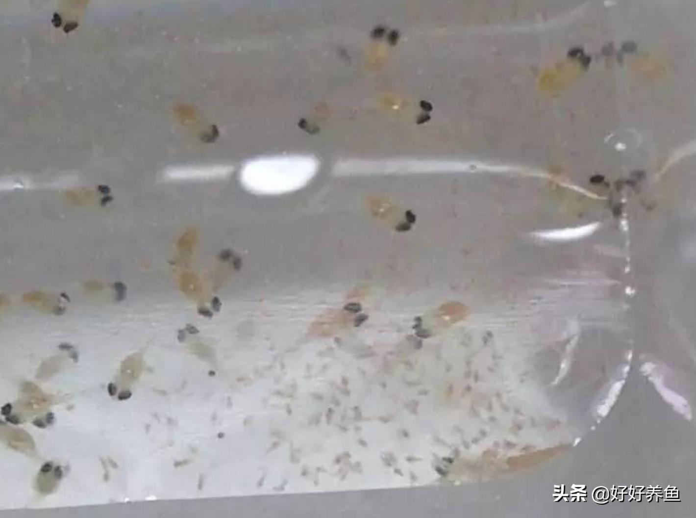 金波子鱼苗怎么养才能养活,金波子鱼怎么养