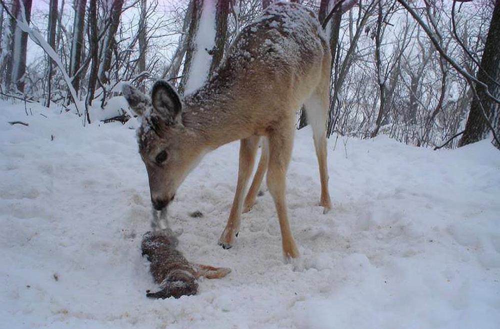 猪为什么不怕毒蛇还吃蛇,猪吃毒蛇不中毒吗