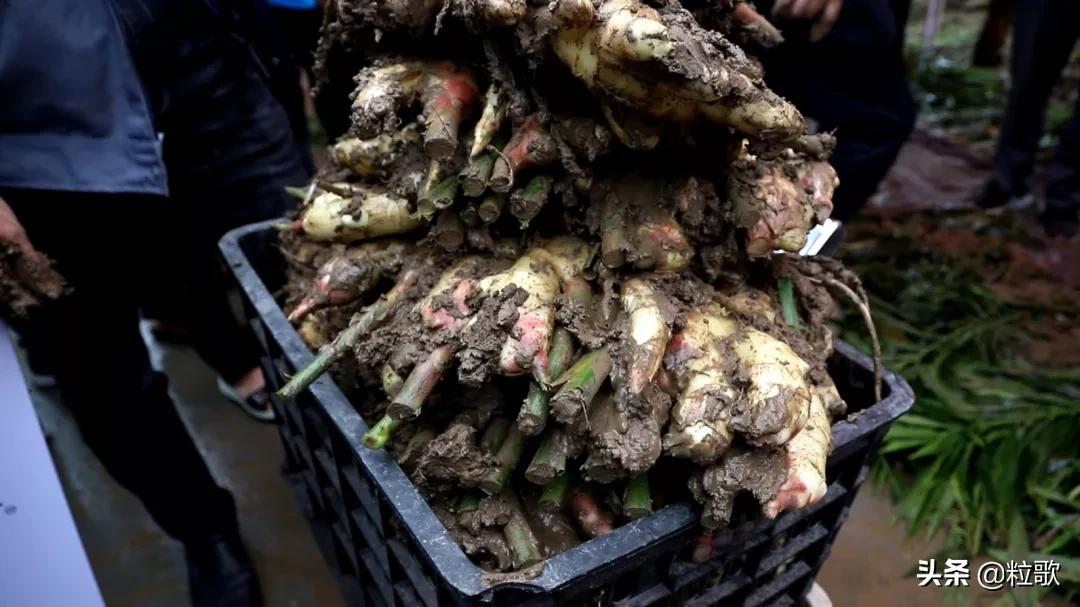 住商肥料“脲醛+”减肥增效中国行:大姜“吃”套餐