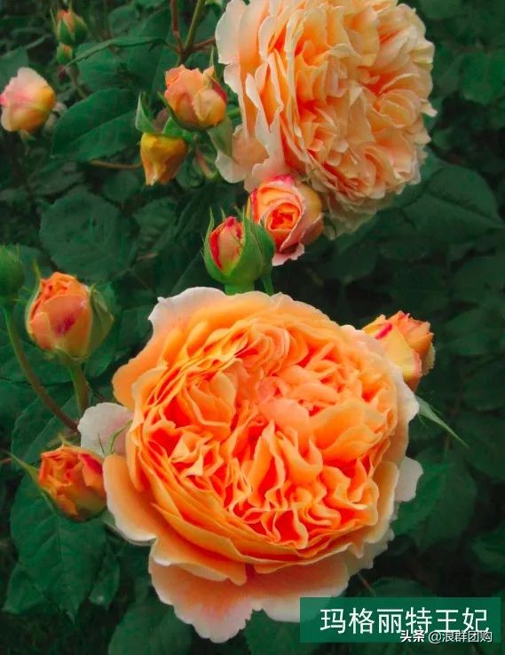 月季哪些品种大花又香,月季哪些品种花期长耐阴耐寒耐旱