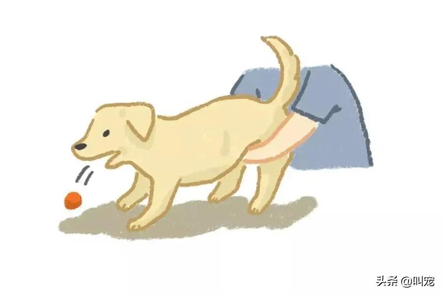 狗狗经常要吃异物达到呕吐怎么办,狗狗误吞异物怎么催吐