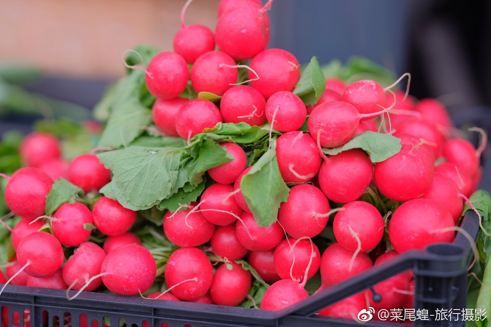 贝尔格莱德旅游免签,东欧冬天旅游攻略