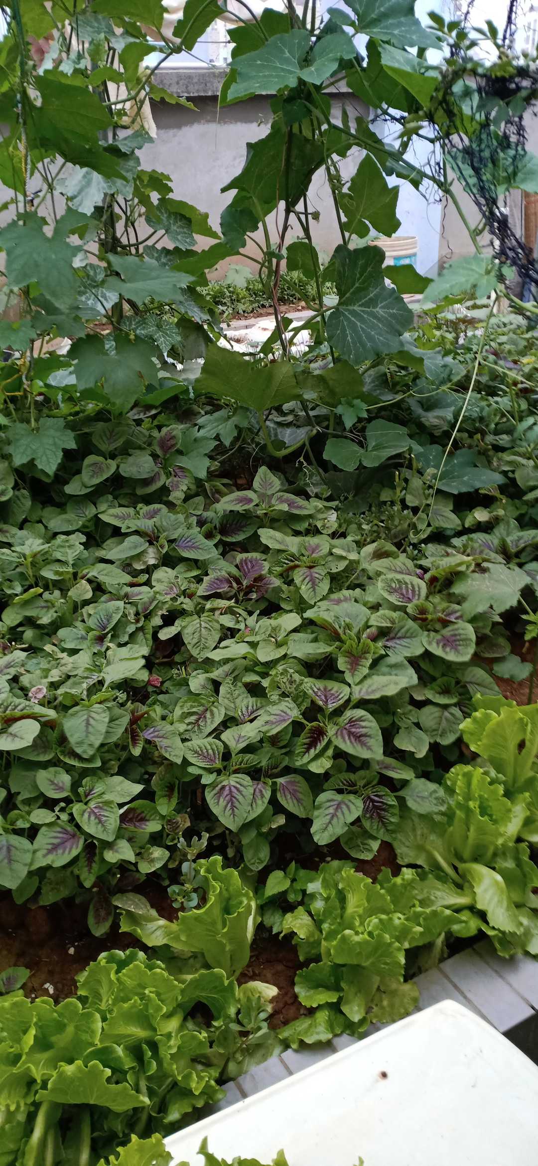 忆当初青春年少,再忆青春完整版