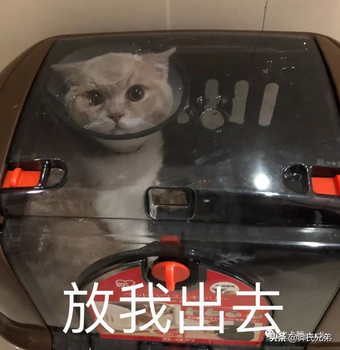 可爱小奶猫刚生出成长日记,一只小奶猫的成长过程
