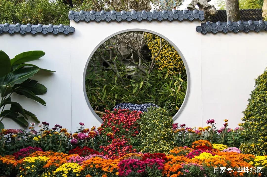 重阳节赏菊花的介绍,赏菊打卡好去处