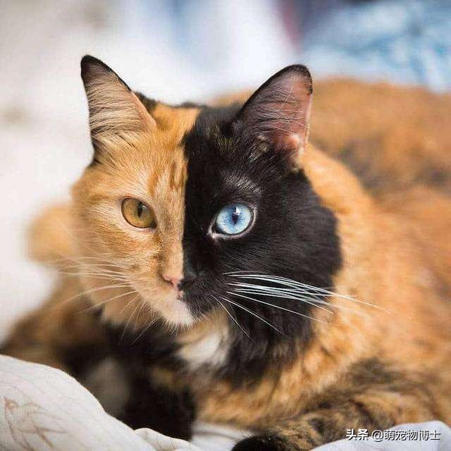 世界名猫品种大全及图片,玳瑁滚地锦能生出什么猫