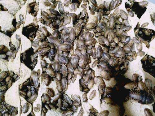 新手如何饲养一只豹纹守宫知乎,如何养好一只豹纹守宫