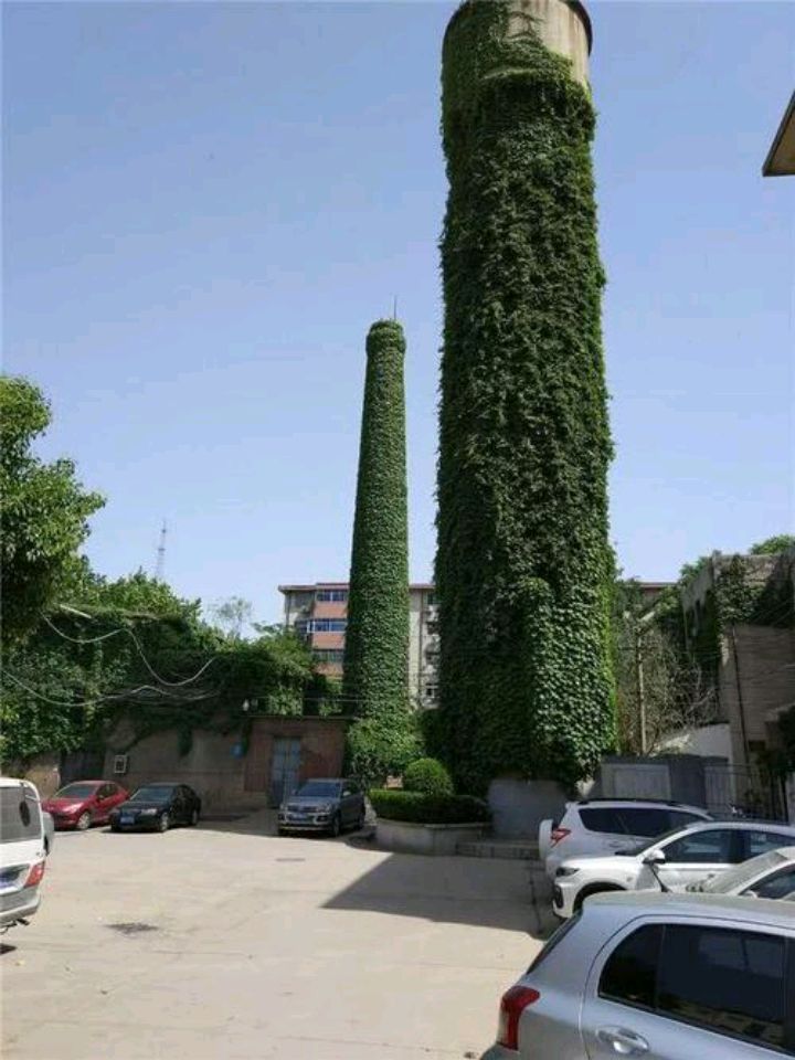 五叶地锦的特点和应用