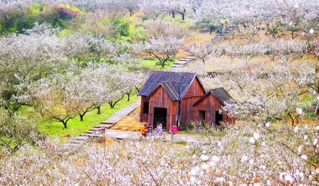 香雪海什么时候开放,香雪海惊艳了多少人