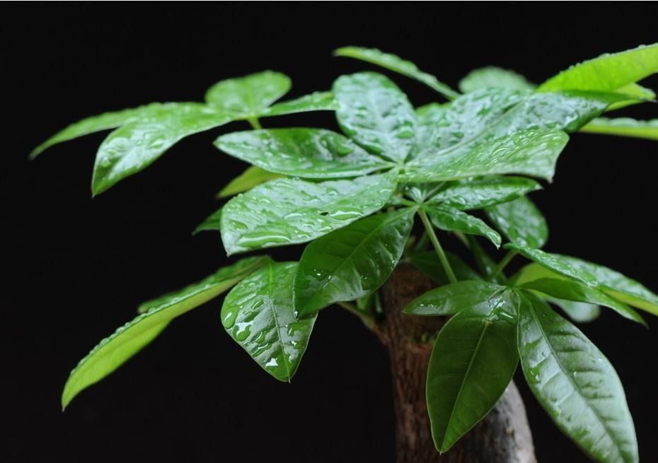 盆景发财树叶片发黄怎么办,发财树叶片发黄怎么处理