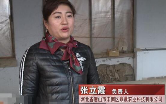 河北唐山大姐,农民养猪带领村民致富