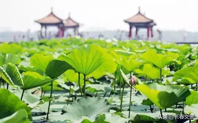 长春发布重要通知情况,长春面向社会公开招聘