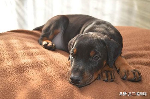 养小杜宾的正确方法,小杜宾犬洗澡