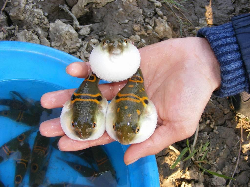 钓到不认识的鱼到底能不能吃？万一有毒怎么办？还真有