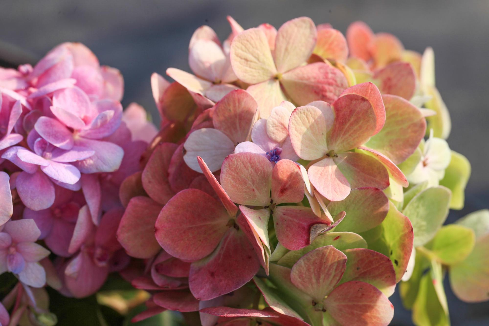 花苞半开就脱落,花苞掉了一地怎么办