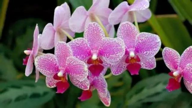 极品中的精品兰花,带你回忆天价兰花蕙兰篇