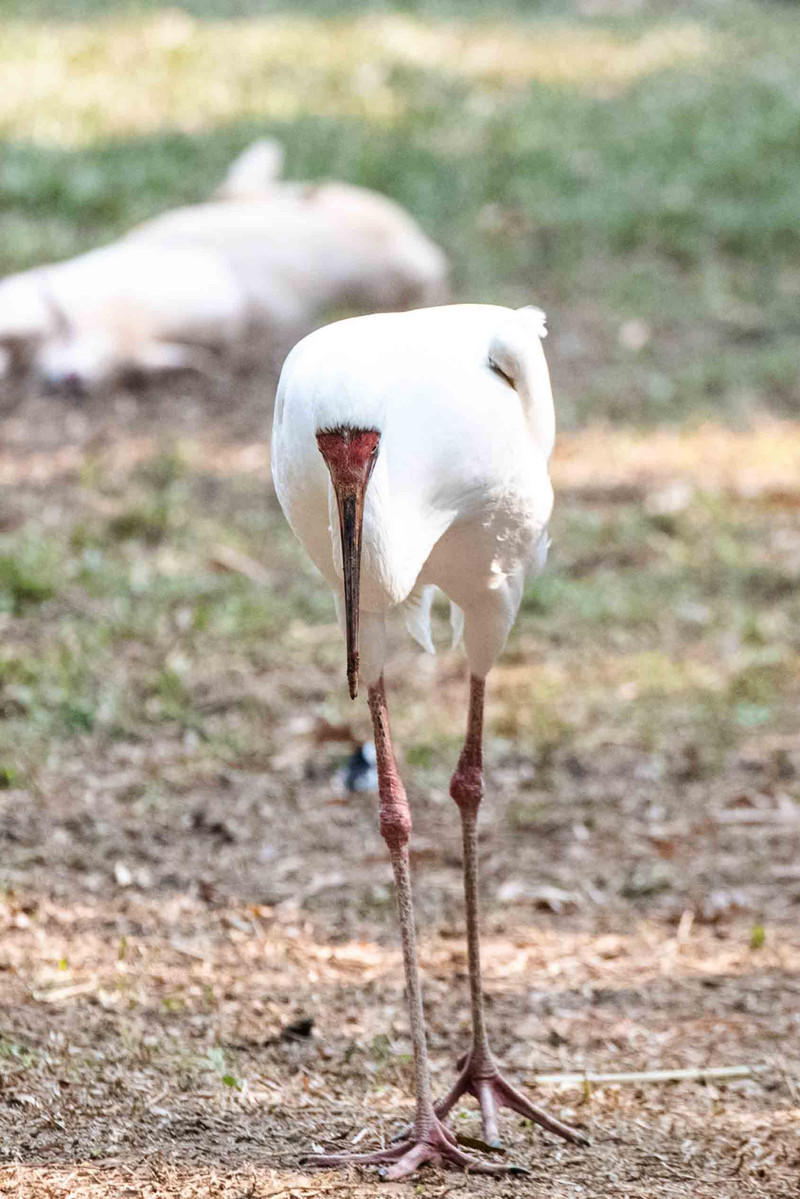玩转广州长隆野生动物世界之行,广州长隆动物世界游玩攻略图