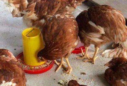 鸡支原体感染引起的肿脸,鸡支原体病肿头肿脸