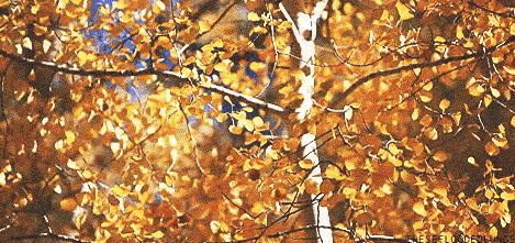 西安赏秋,西安赏秋红叶好去处