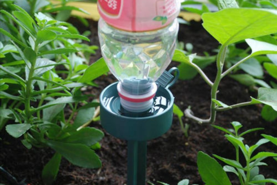 过年回老家的花草不能浇水怎么办,过年不能浇花草怎么办