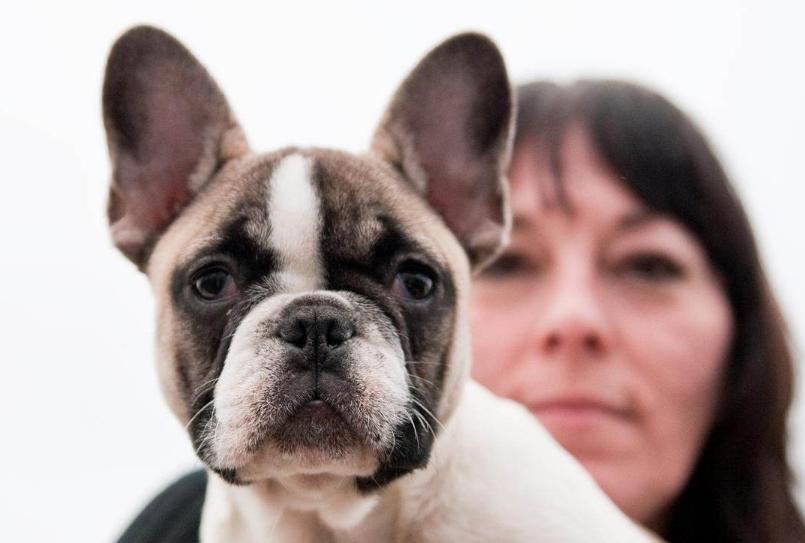 法斗犬喜欢叫吗,法斗犬讨人嫌