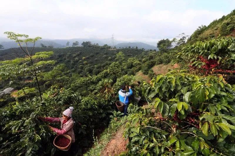 一杯咖啡一种生活,一杯咖啡也是生活享受