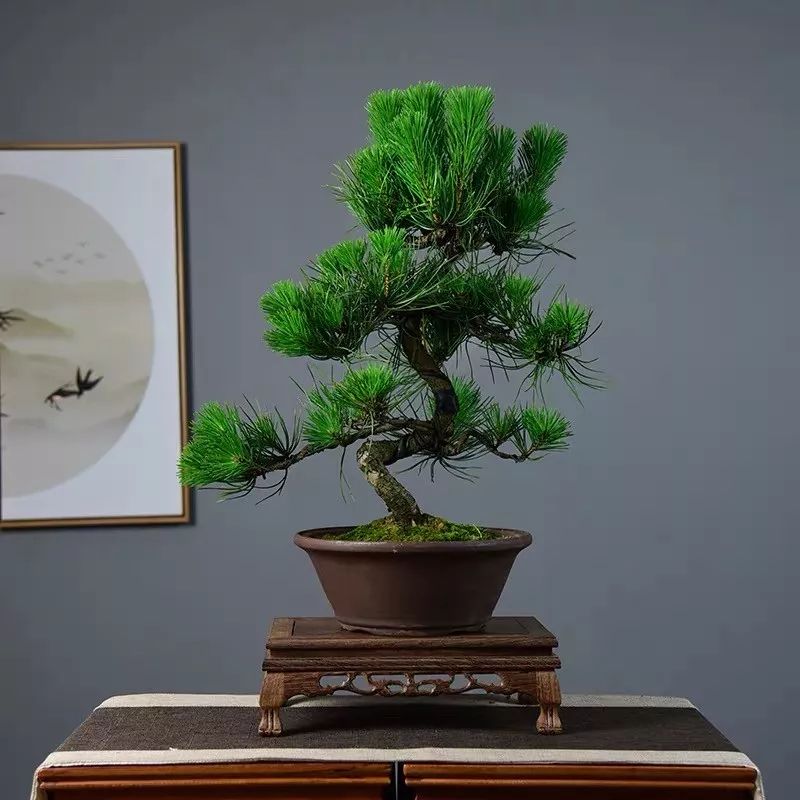 养花公认最美4种花满屋飘香,公认最好养的五种花