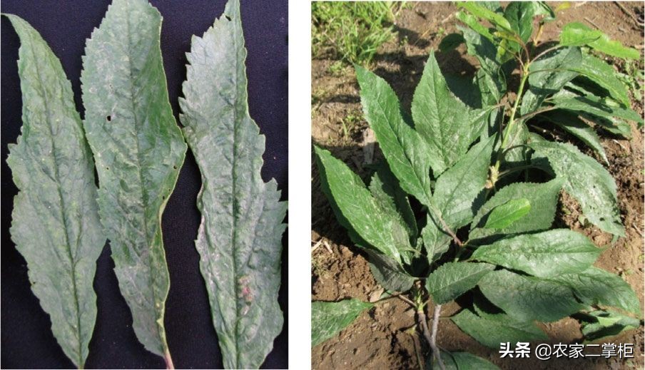 设施甜樱桃花期管理,樱桃种植技术及病虫害防治