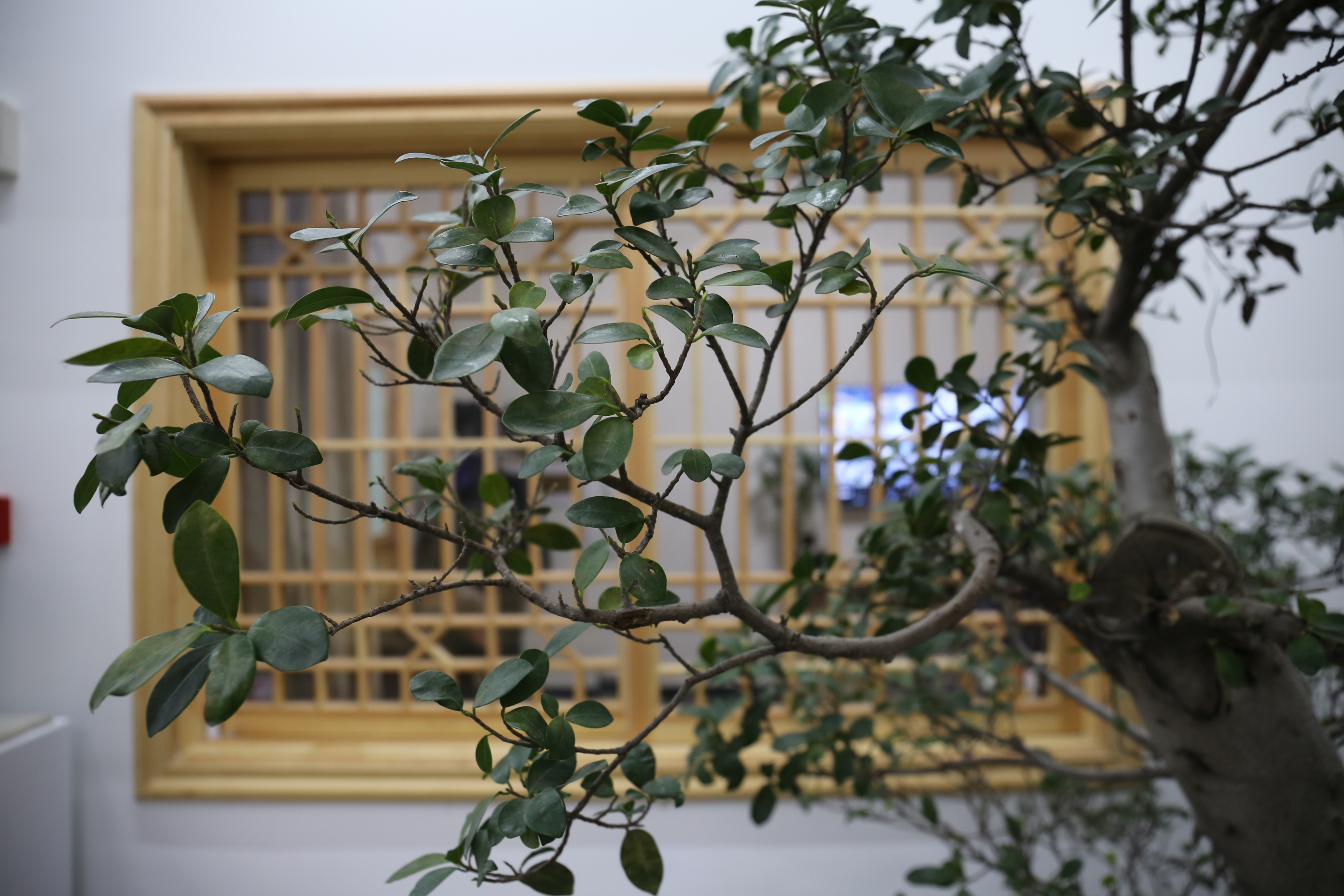 文华千载耀海城，翰墨飘逸醉临溟——张世刚艺术馆开馆