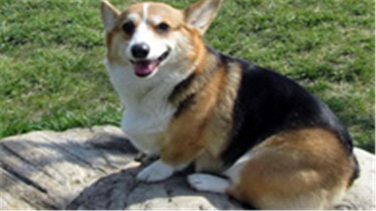 柯基犬智商排在第几名最新,柯基犬智商排第几