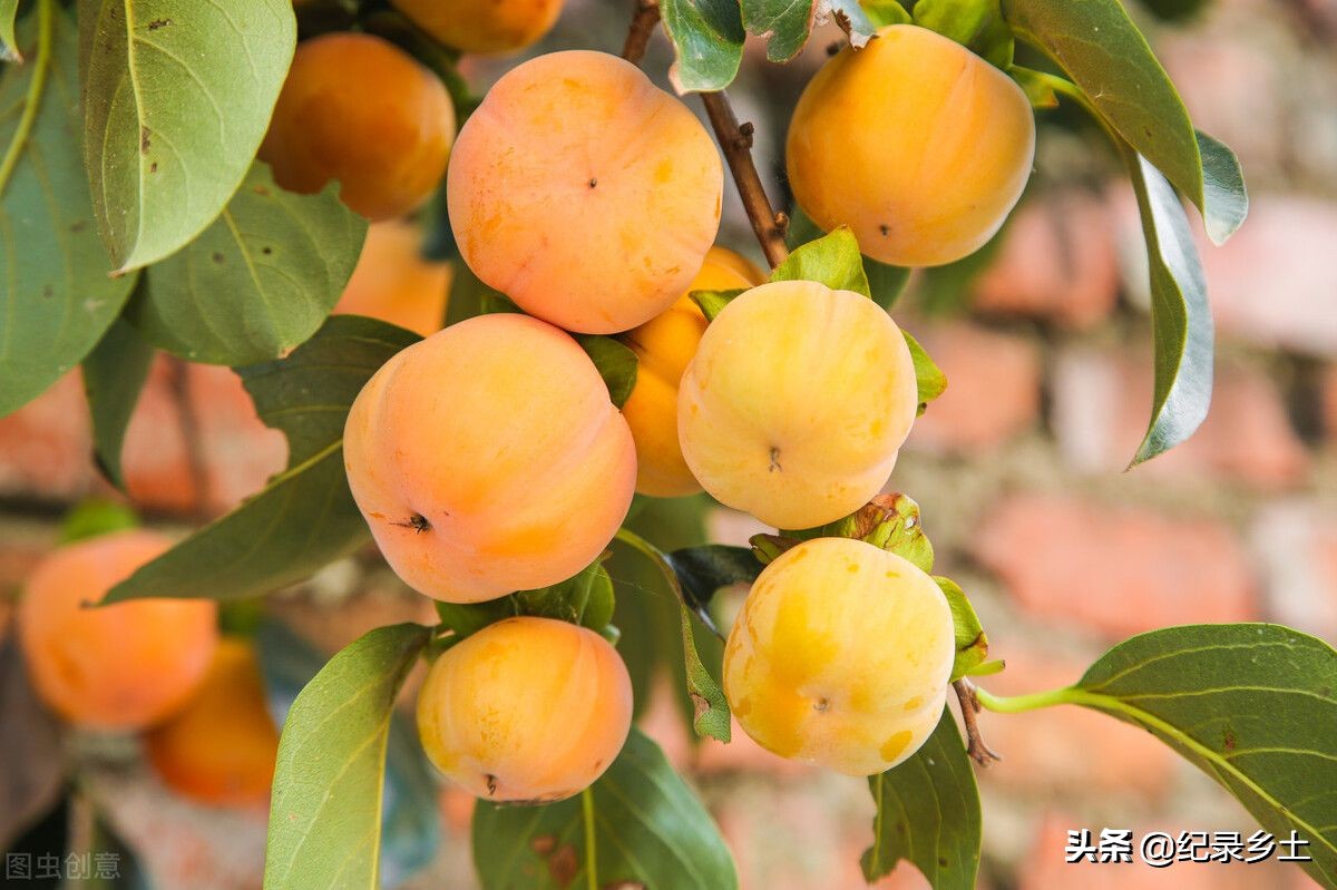 为什么有的柿子涩有的柿子不涩,脆柿子又硬又涩怎么处理