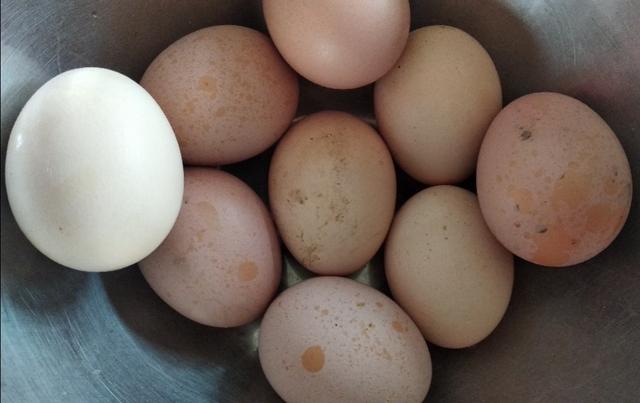 自然森林养殖芦花鸡,芦花鸡半斤左右需要养多久才下蛋