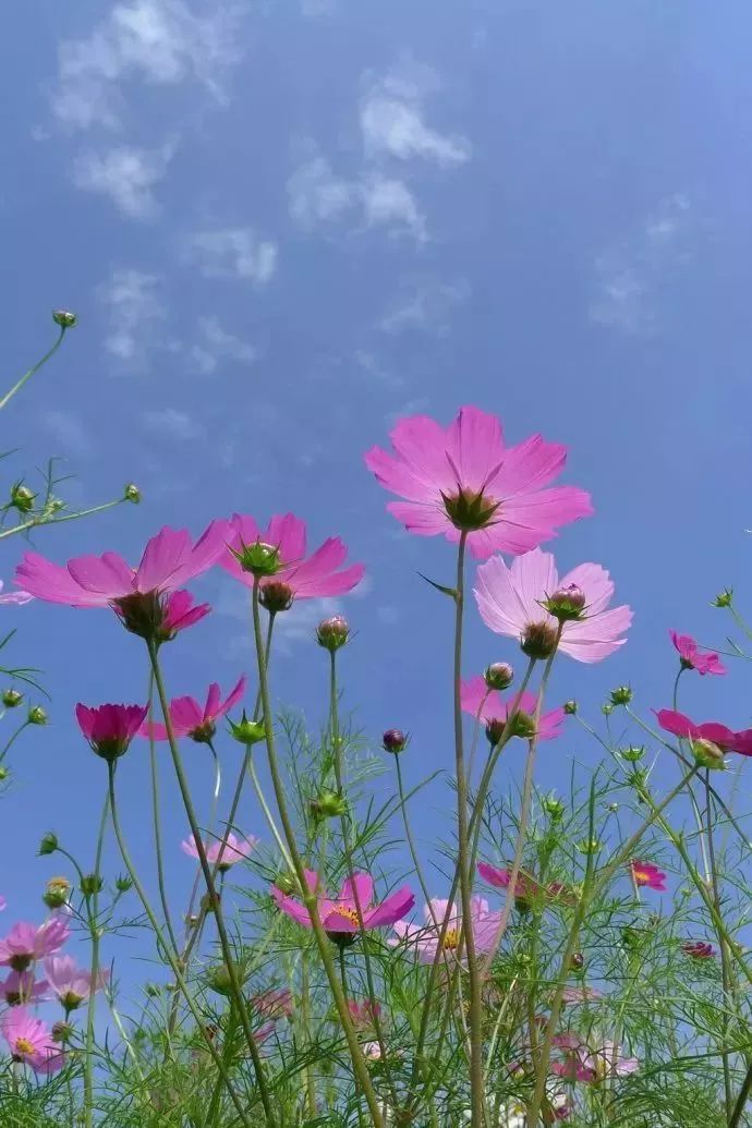 看到花的时候,不知是什么花?那就收下这份百花图谱
