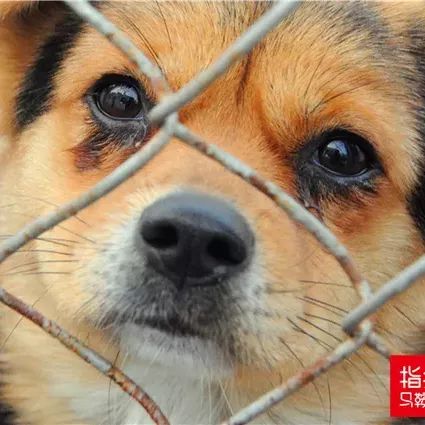 马鞍山流浪狗救助中心在哪里,曝光流浪狗救助真相