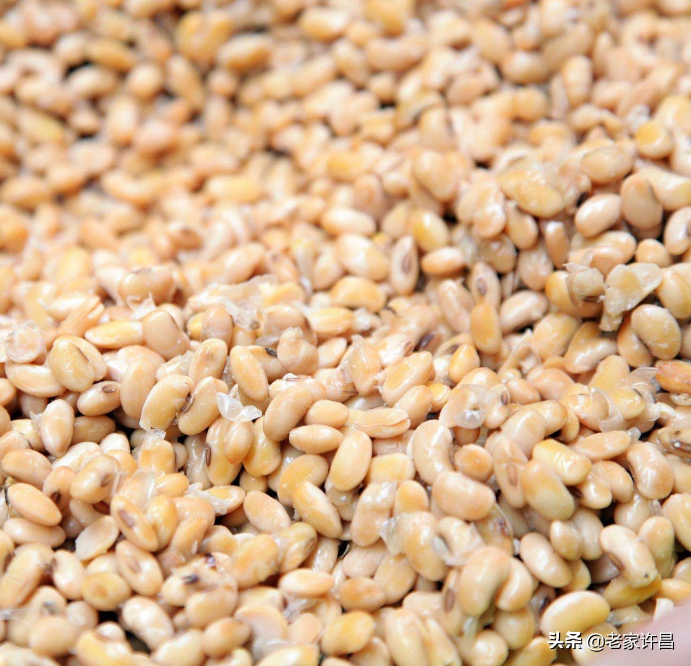 河南的美食馒头蘸酱豆,烙馍卷酱豆图片