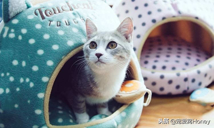木质家具被猫咪抓了怎么修复,实木家具被猫抓坏了怎么修补