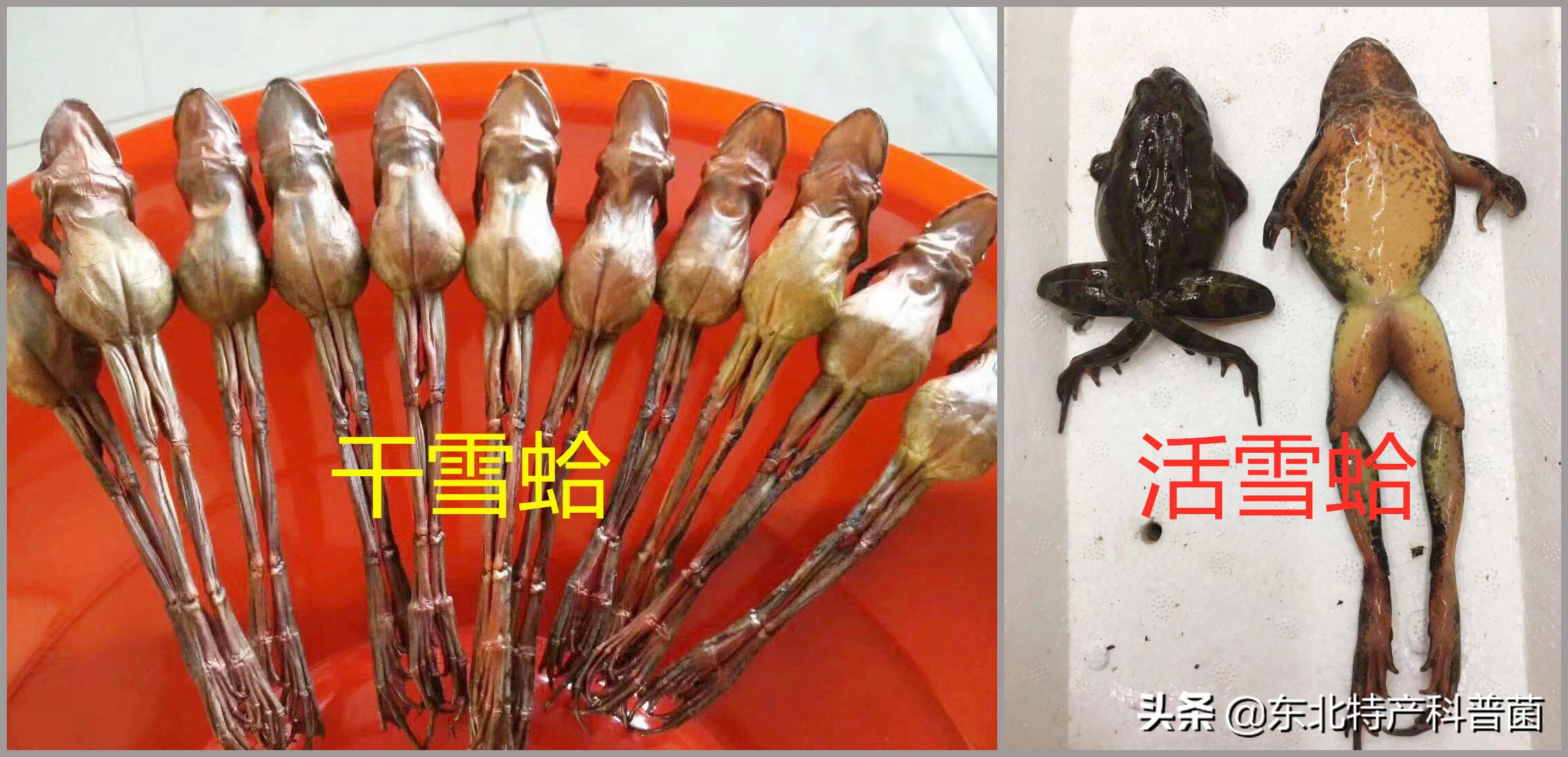 东北“新三宝”之首，营养价值竟比野山参还高