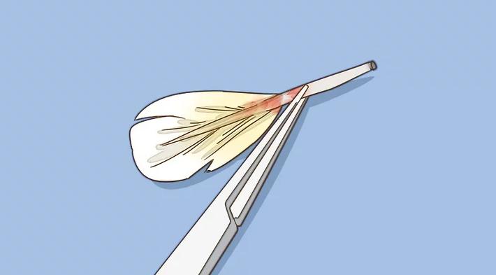 家里养的幼鸟从窝里掉下来怎么办,雏鸟长出羽毛怎么办