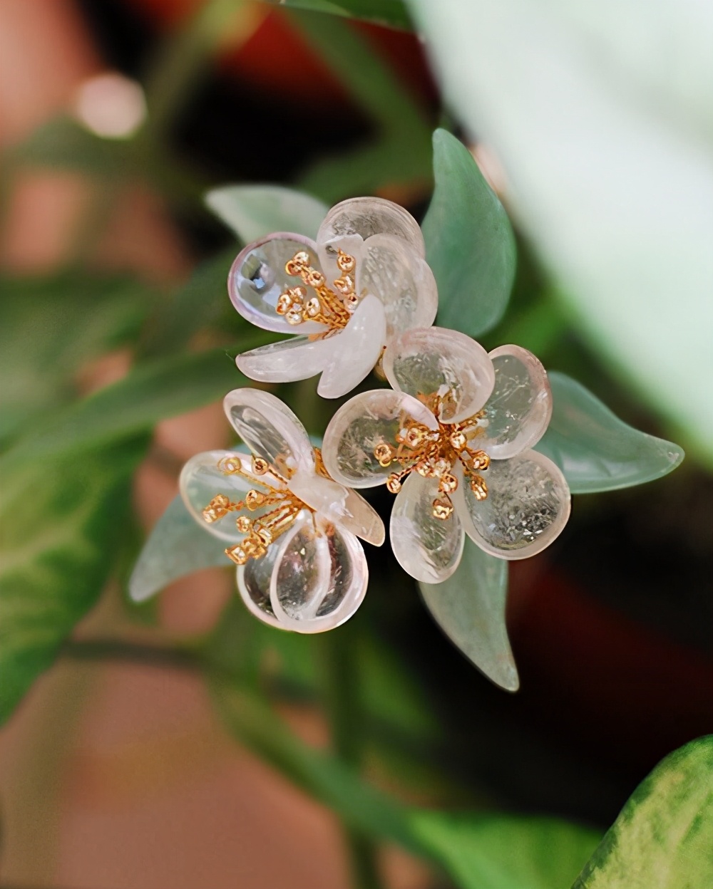 别错过这款“水晶花”，花瓣遇水变透明，单季绽放“可遇不可求”