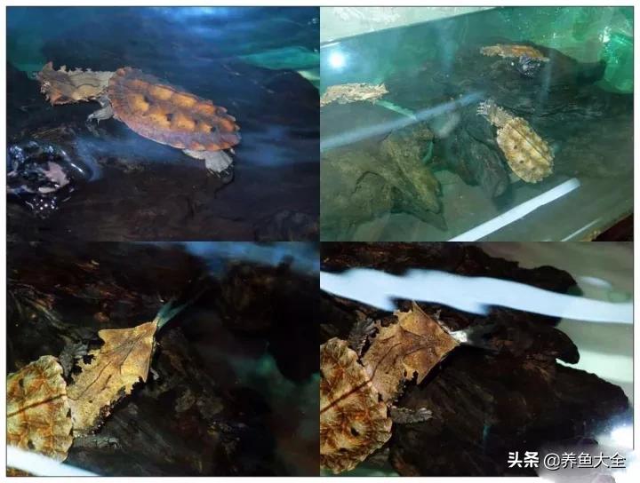 涓轰簡鍏婚奔鎶婂娣逛簡,涓轰簡鍏婚奔绂诲