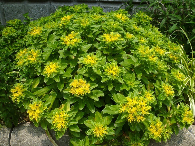 一年四季都开红花的多肉草,一年四季都红的多肉