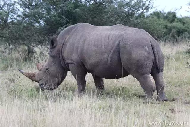 犀牛是否是牛科动物,动物大百科介绍之犀牛