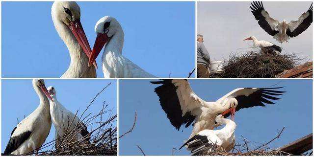 路边发现测速仪,野外发现一只老鹰