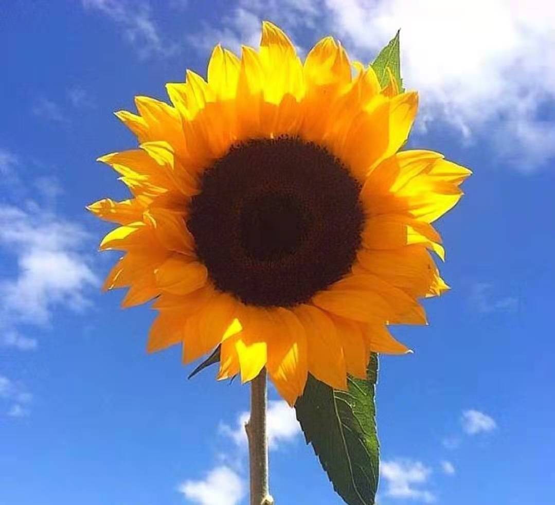 马三立故事视频,马三立的睡眠方法