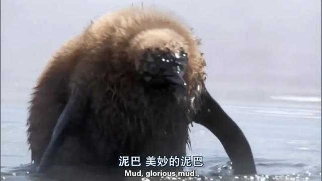 40部宝藏级bbc纪录片,bbc十大必看纪录片